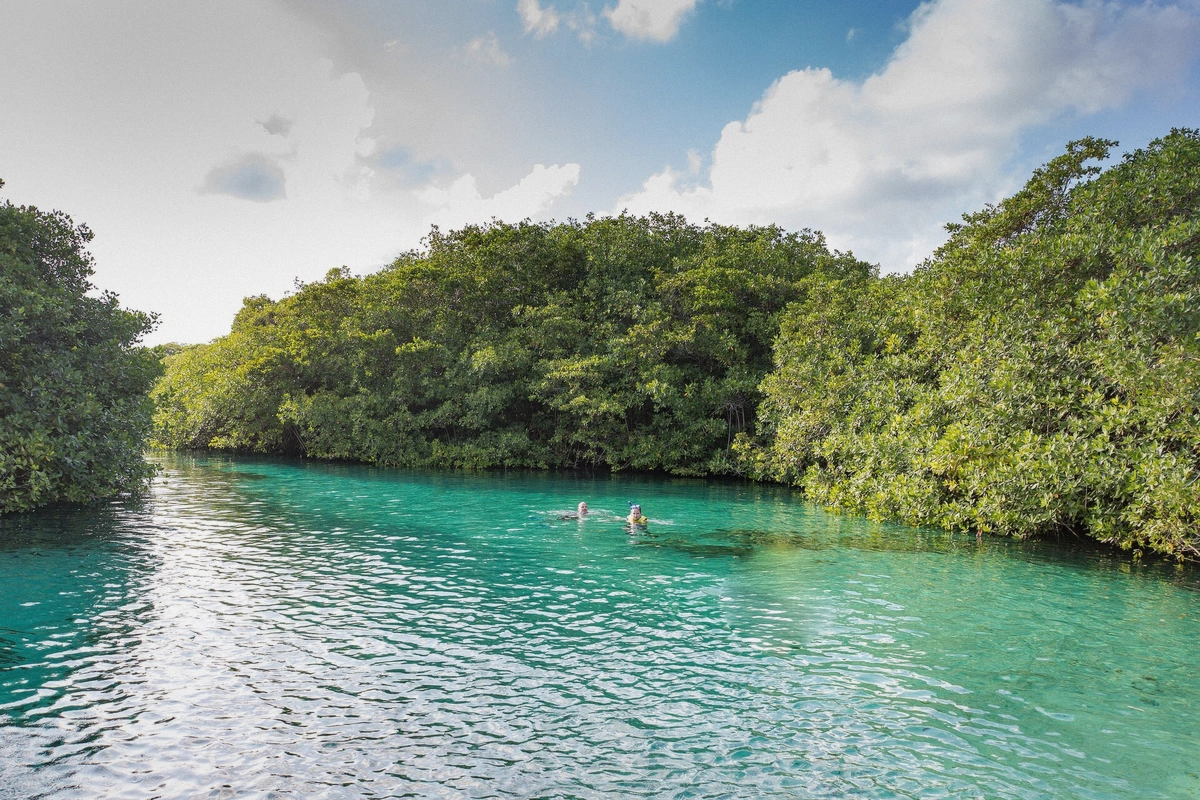 Clear cenote water opening toward the sea with mangroves at the edges in Quintana Roo, Mexico