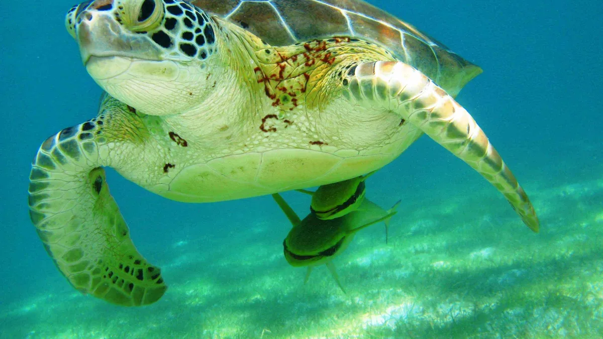 Green sea turtle grazing on seagrass in the shallow turquoise water of Akumal Bay on the Riviera Maya coast of Mexico