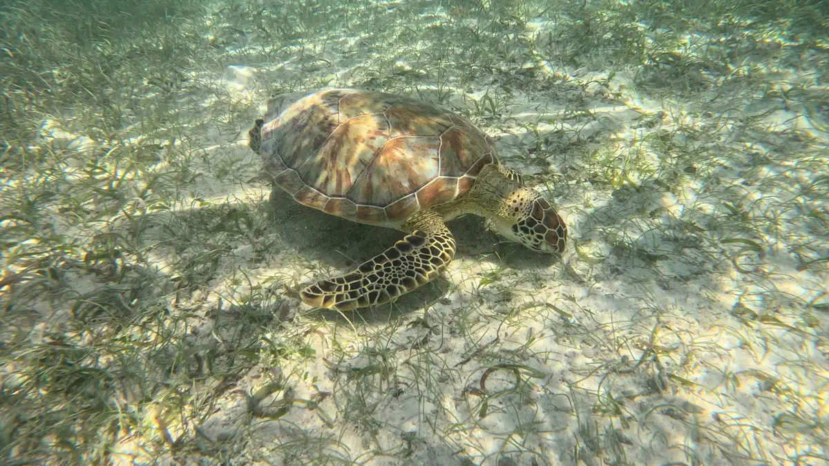 Small group of snorkelers with a guide swimming over a coral patch in Akumal Bay on a small-group turtle snorkeling tour, Mexico