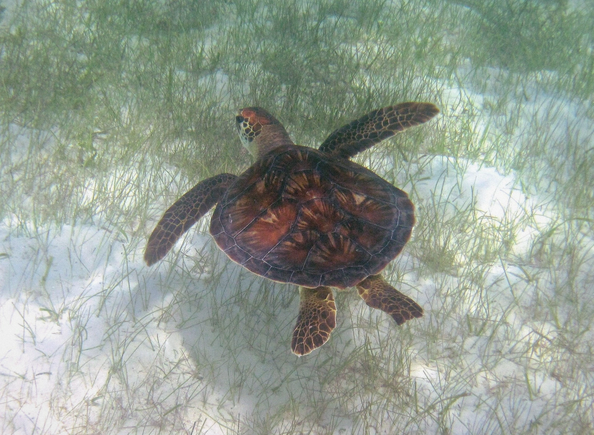 Green sea turtle swimming over seagrass meadow in clear shallow Caribbean water