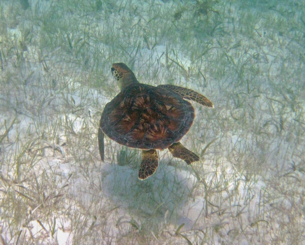 Green sea turtle surfacing to breathe in clear Caribbean water over seagrass