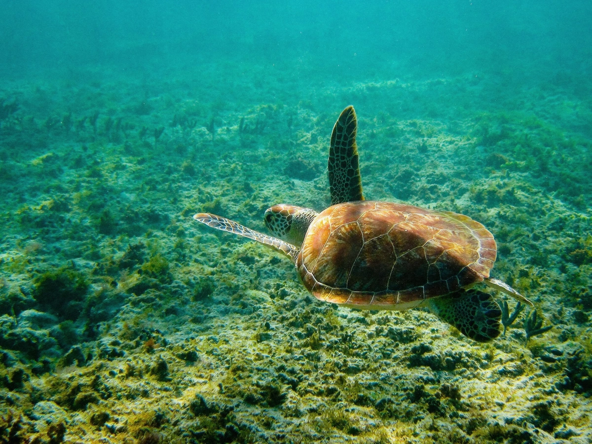 Snorkeler swimming beside a green sea turtle in clear blue water over a coral reef
